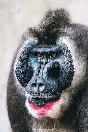 Drill baboon