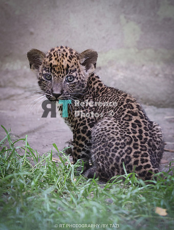 Sri Lanka leopard cub