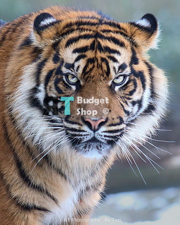 Sumatran tiger