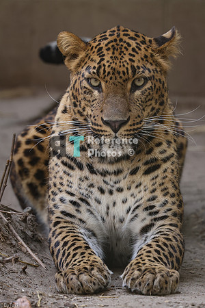 Sri lankan leopard (full version)