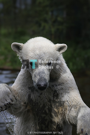 Young Polar bear