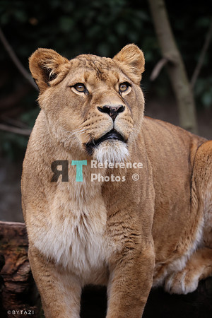 Lioness