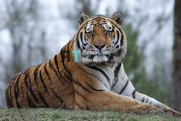 Amur tiger