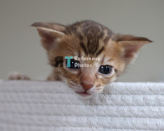 Savannah Cat kitten Apllo at Cattery SavVal.