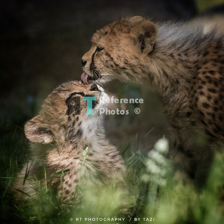 Cheetah cub licking (not perfect, but cute)