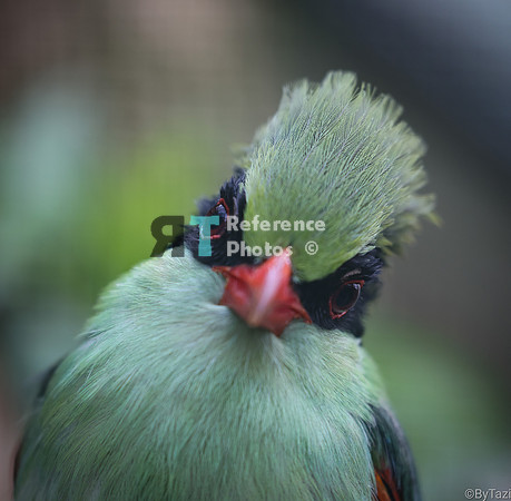 Common green magpie