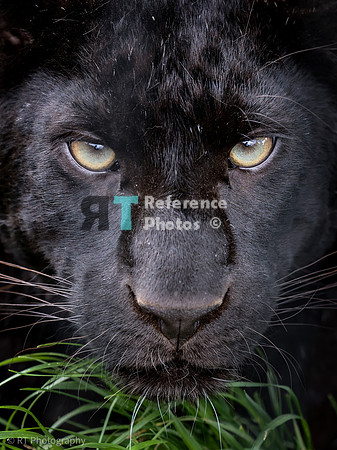 Black leopard (juvenile) close up
