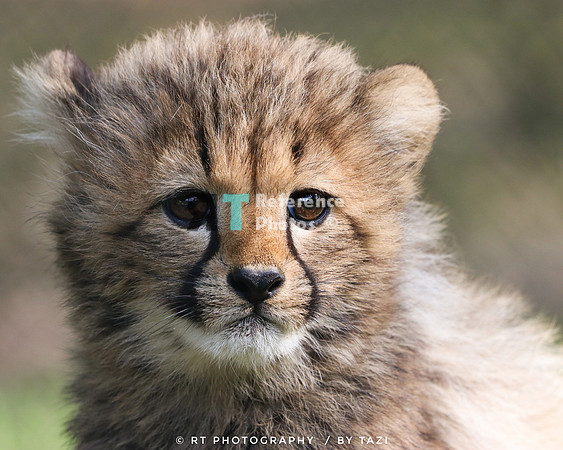 Cheetah cub