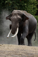 Asian Elephant Bull taking sandbath