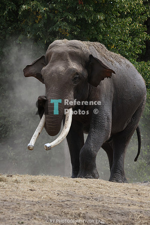 Asian Elephant Bull taking sandbath