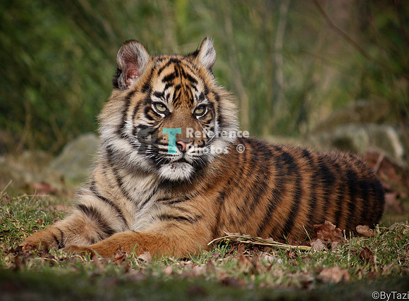 Sumatran tiger cub (Note: earlier work, less detailed than more recent work)