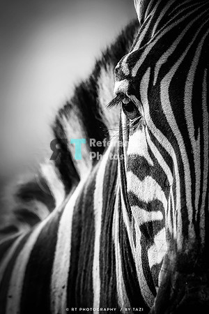 Zebra close up