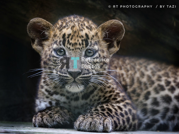 Sri lanka leopard cub