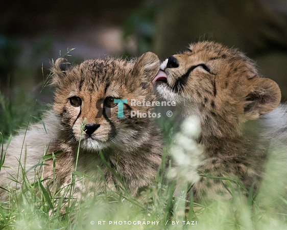 Cheetah cub licking (not perfect, but cute)