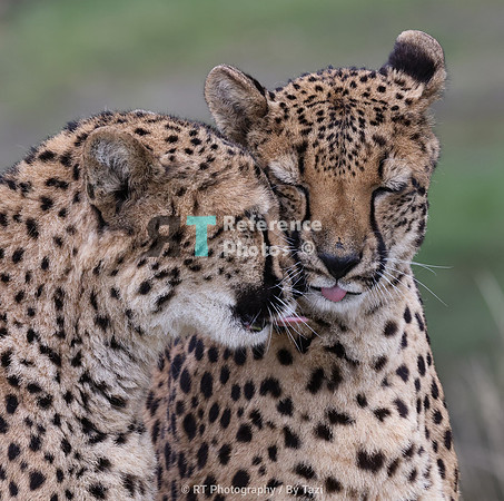 Cheetah hug