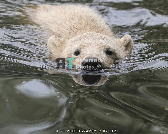 Polar bear cub )uncropped)