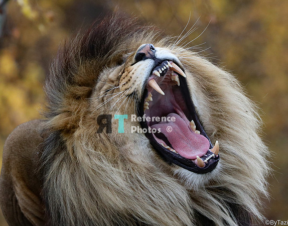 Lion yawning