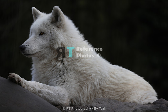 Hudson Bay Wolf