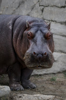Hippo portrait