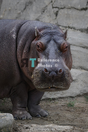 Hippo portrait