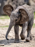 African  Elephant calf