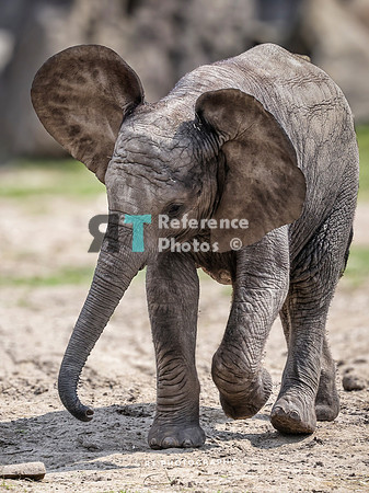 African  Elephant calf