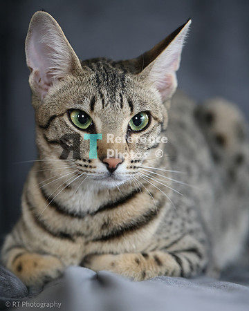 Savannah Cat 'Gaia' of Cattey Savval