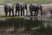 Three African Elephant calfs