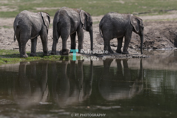Three African Elephant calfs