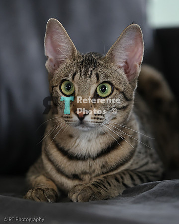 Savannah Cat 'Gaia' of Cattey Savval