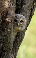 Young tawny owl