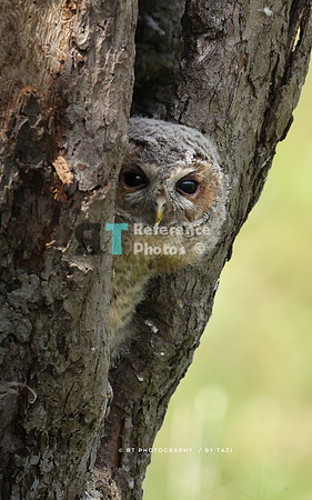 Young tawny owl