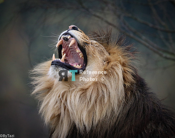 Lion yawning