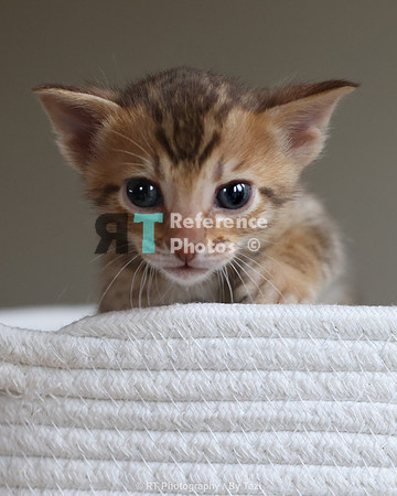 Savannah Cat kitten Apllo at Cattery SavVal.