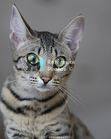 Savannah Cat 'Gaia' of Cattey Savval