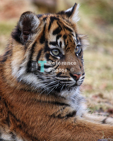 Sumatran tiger cub (Note: earlier work, less detailed than more recent work)