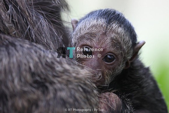 White-faced saki baby