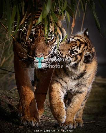 Sumatran tiger mother and cub (re-edit)