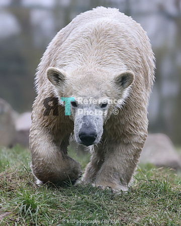 Juvenile polar bear