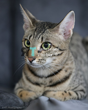 Savannah Cat 'Gaia' of Cattey Savval