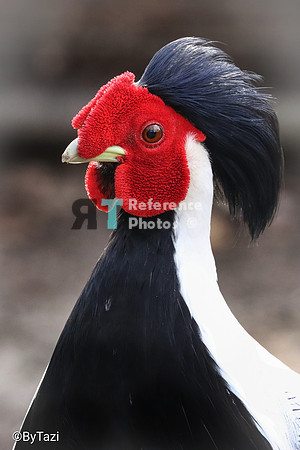 Silver pheasant