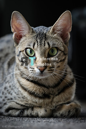 Savannah Cat 'Gaia' of Cattey Savval