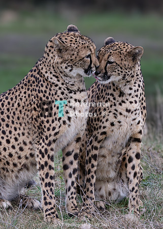 Cheetah kisses