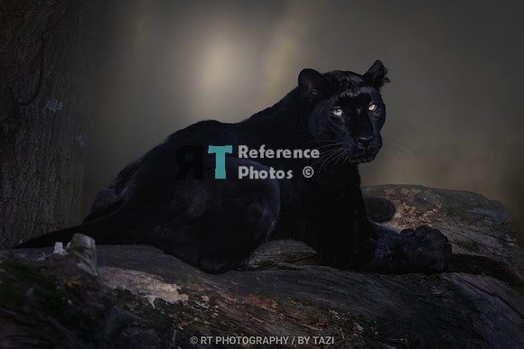 Black leopard