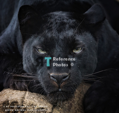 Black leopard