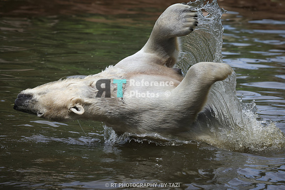 Jumping Polar Bear