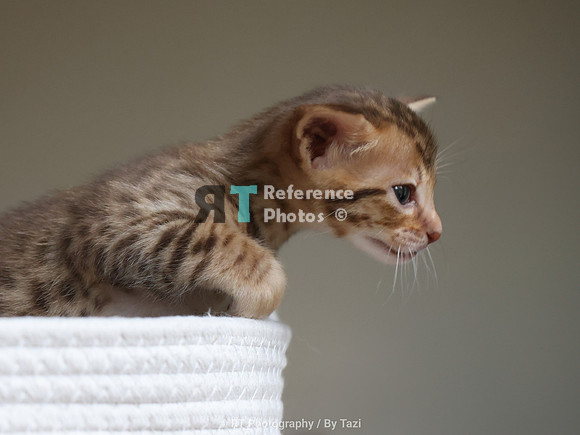 Savannah Cat kitten Apllo at Cattery SavVal.