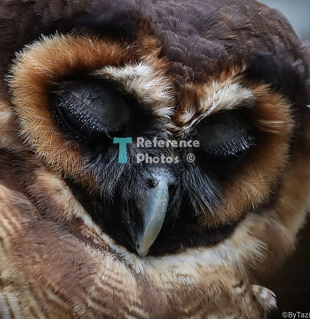 Brown wood owl (with eyes closed)