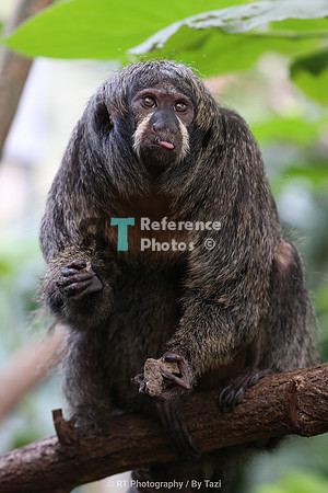 White-faced saki