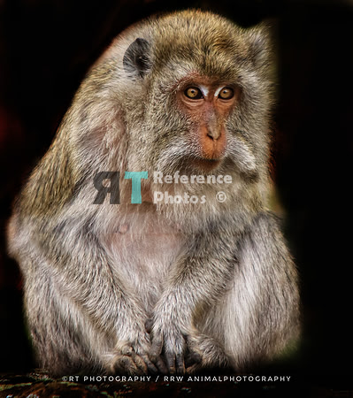 Java monkey